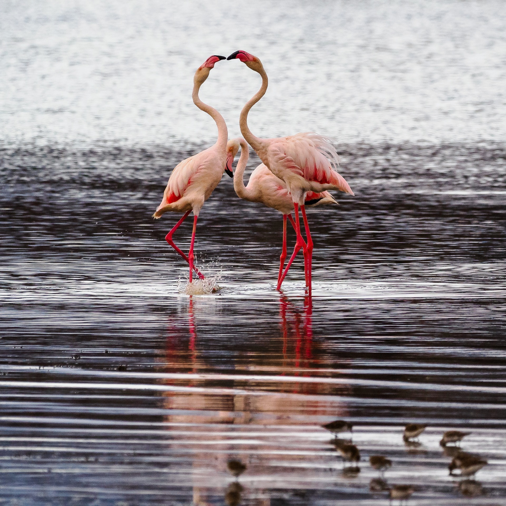 Two flamingos forming a heart shape on a soda lake