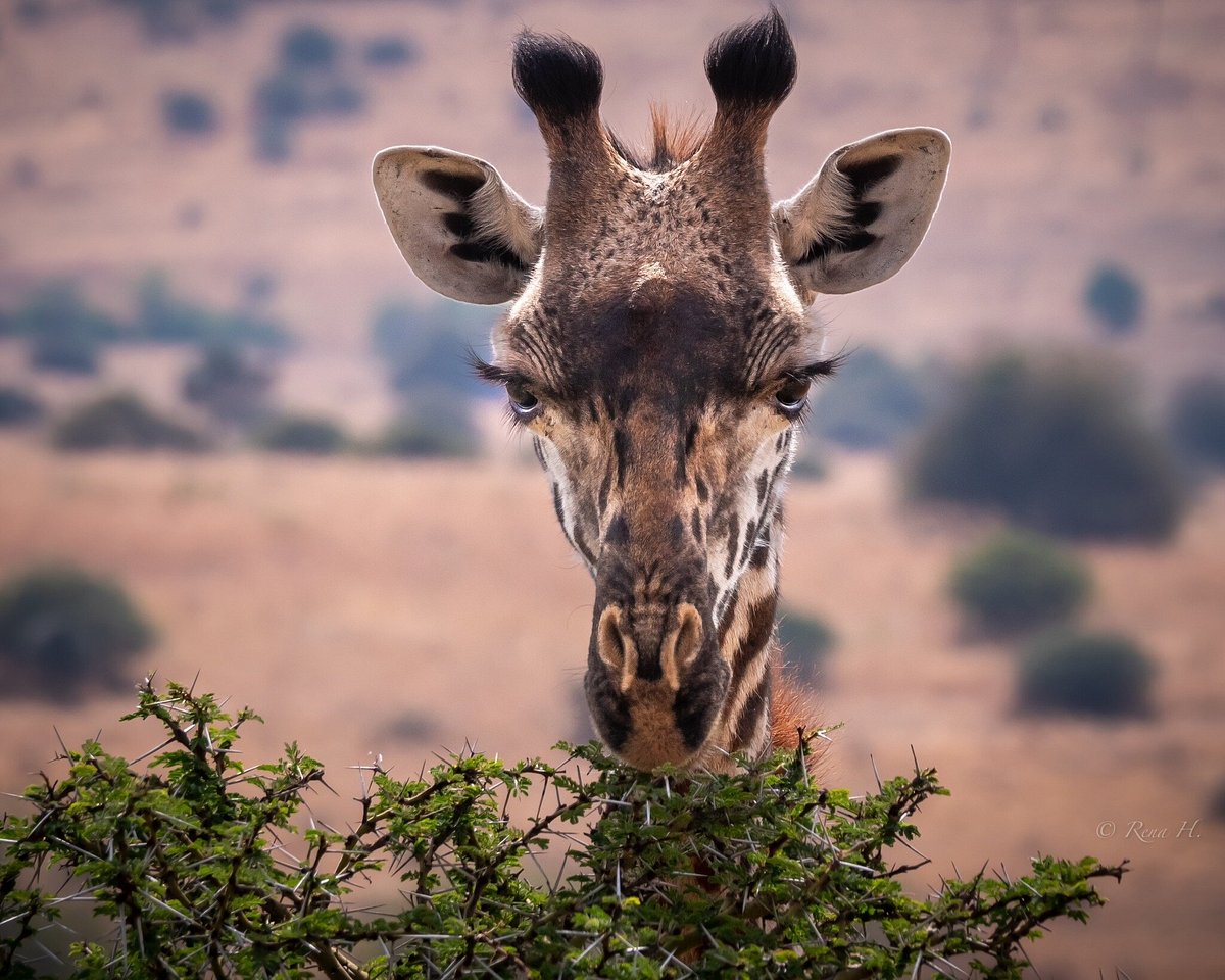 Giraffe looking directly at the camera