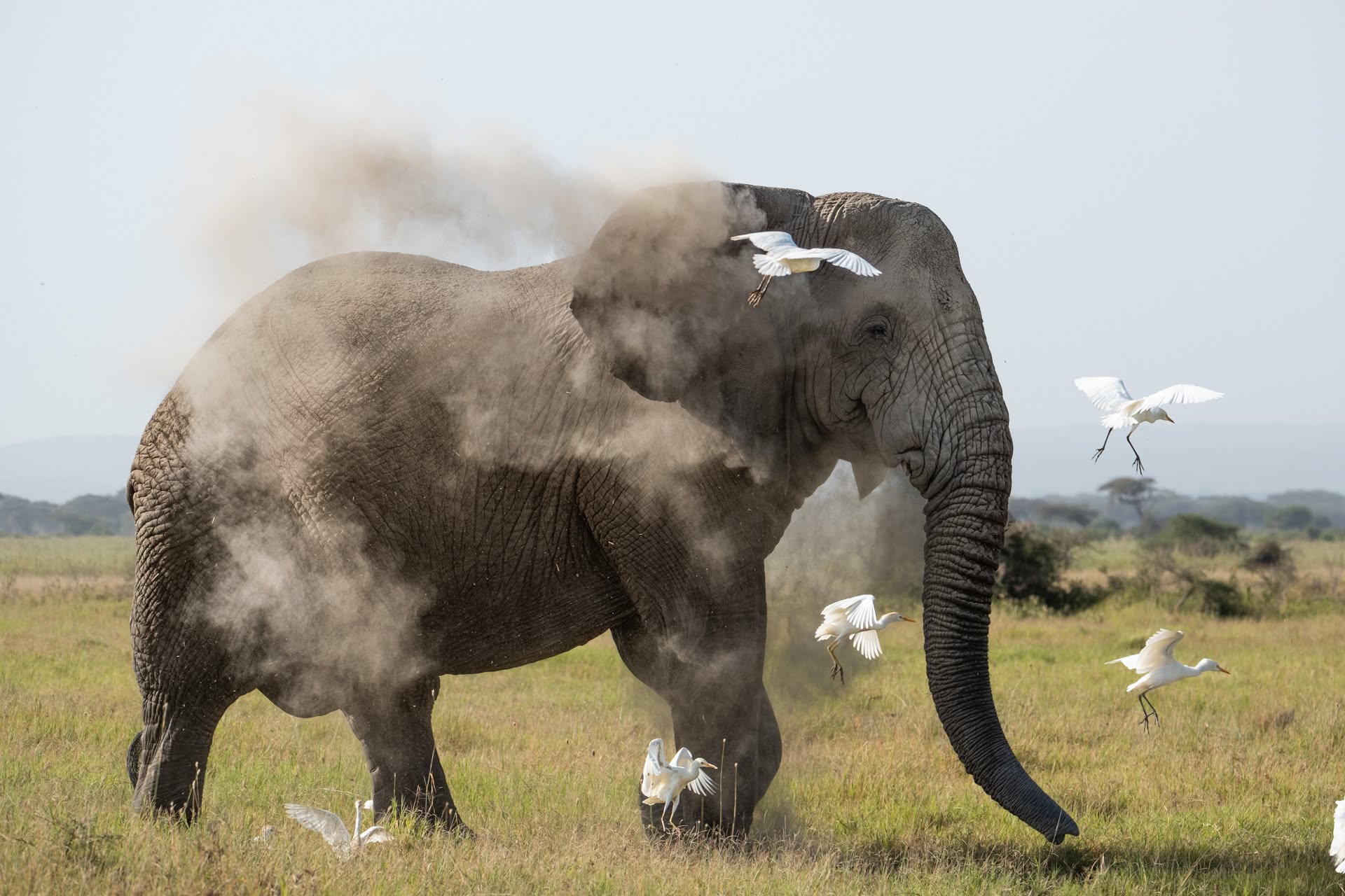 Elephant walking through dust surrounded by egrets