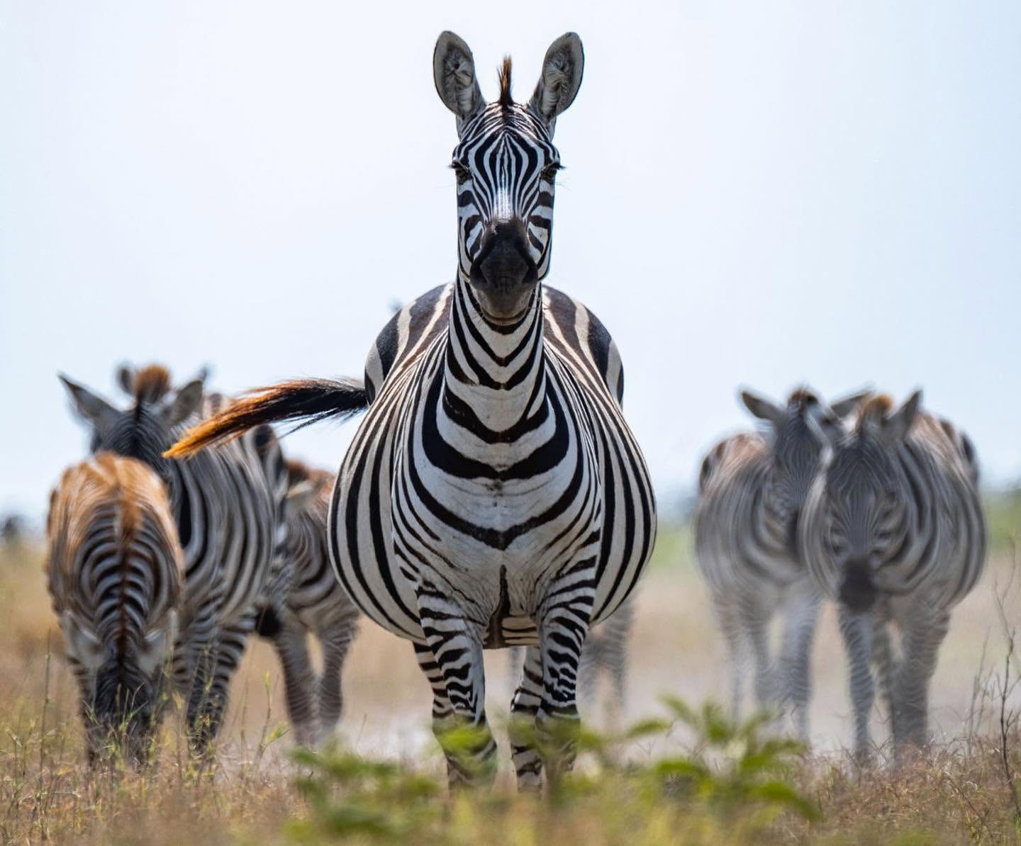 Herd of plains zebra facing the camera
