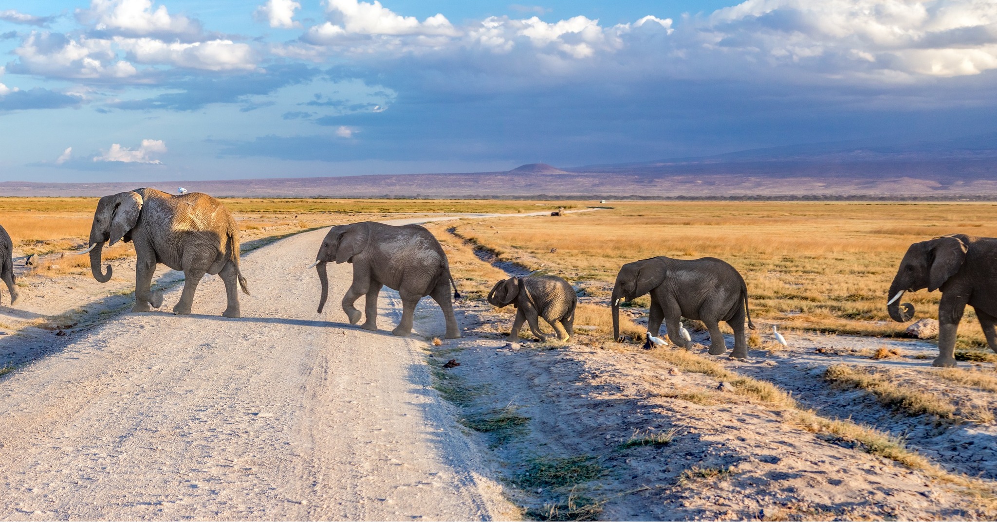 Elephants crossing a dusty road on the Amboseli plains