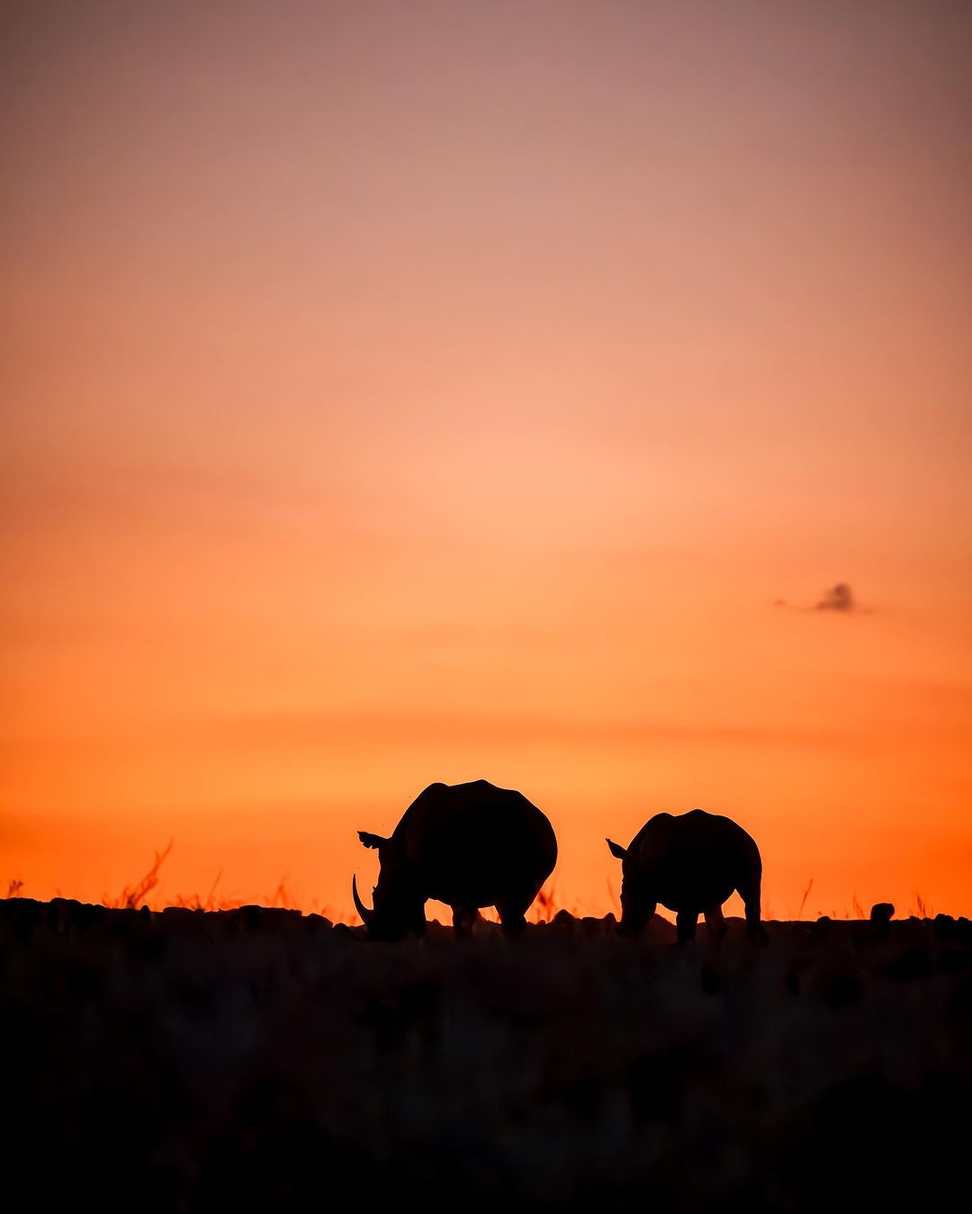 Elephants silhouetted against an orange sunset