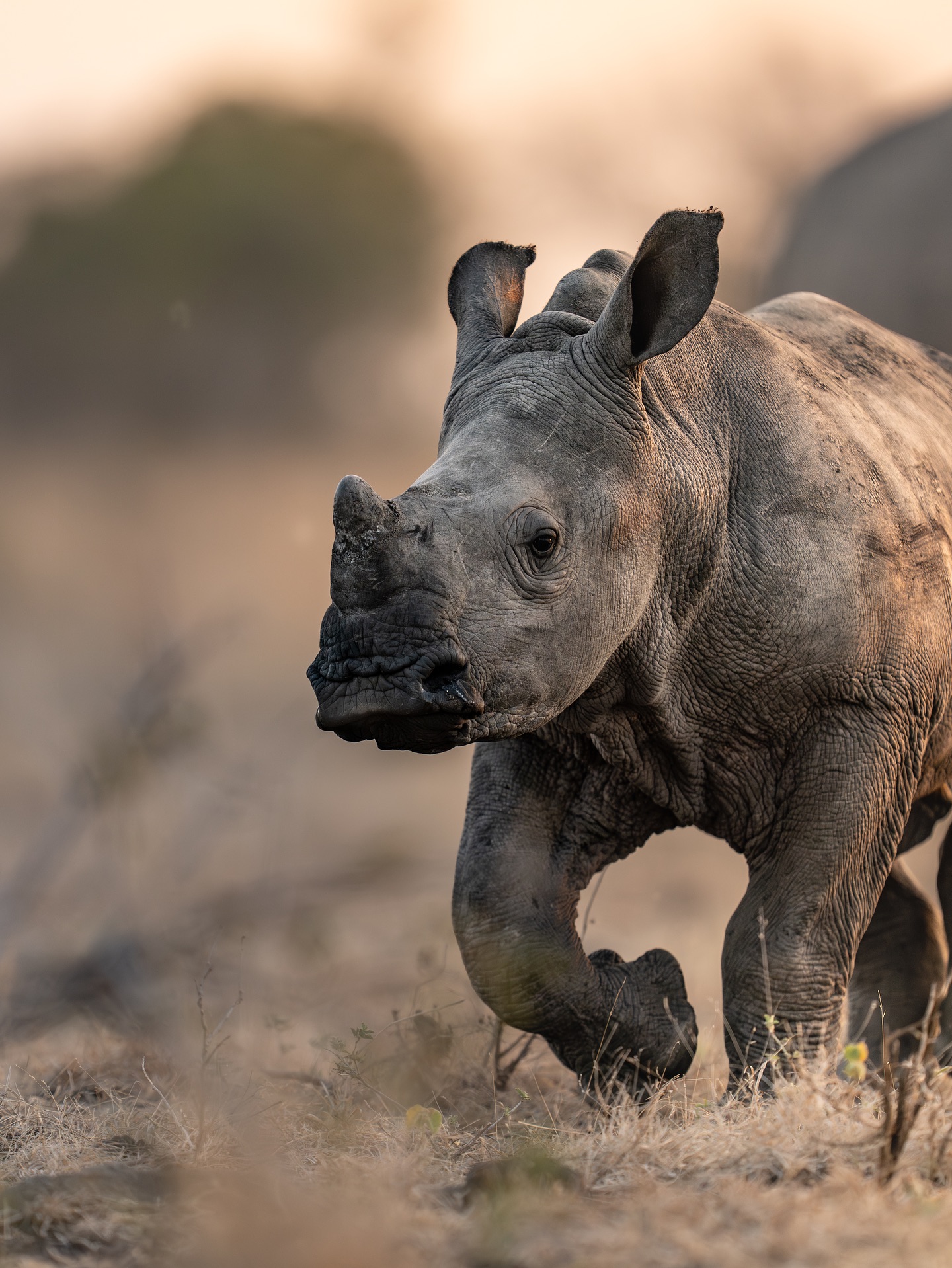 Rhino calf running across open ground