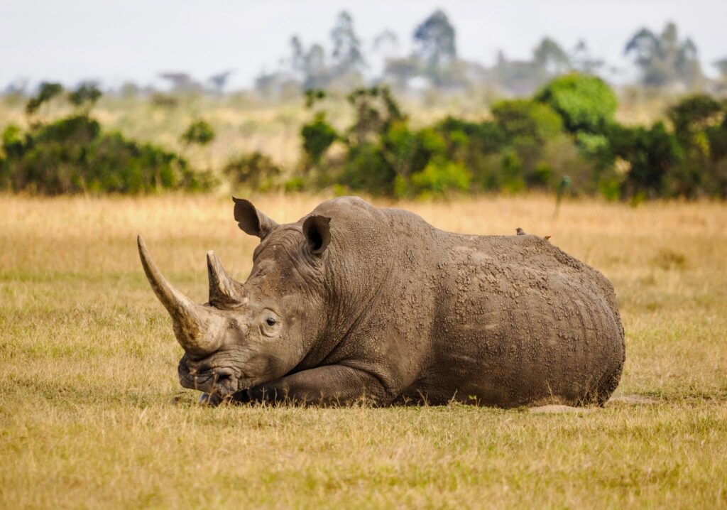White rhino resting in dry grass