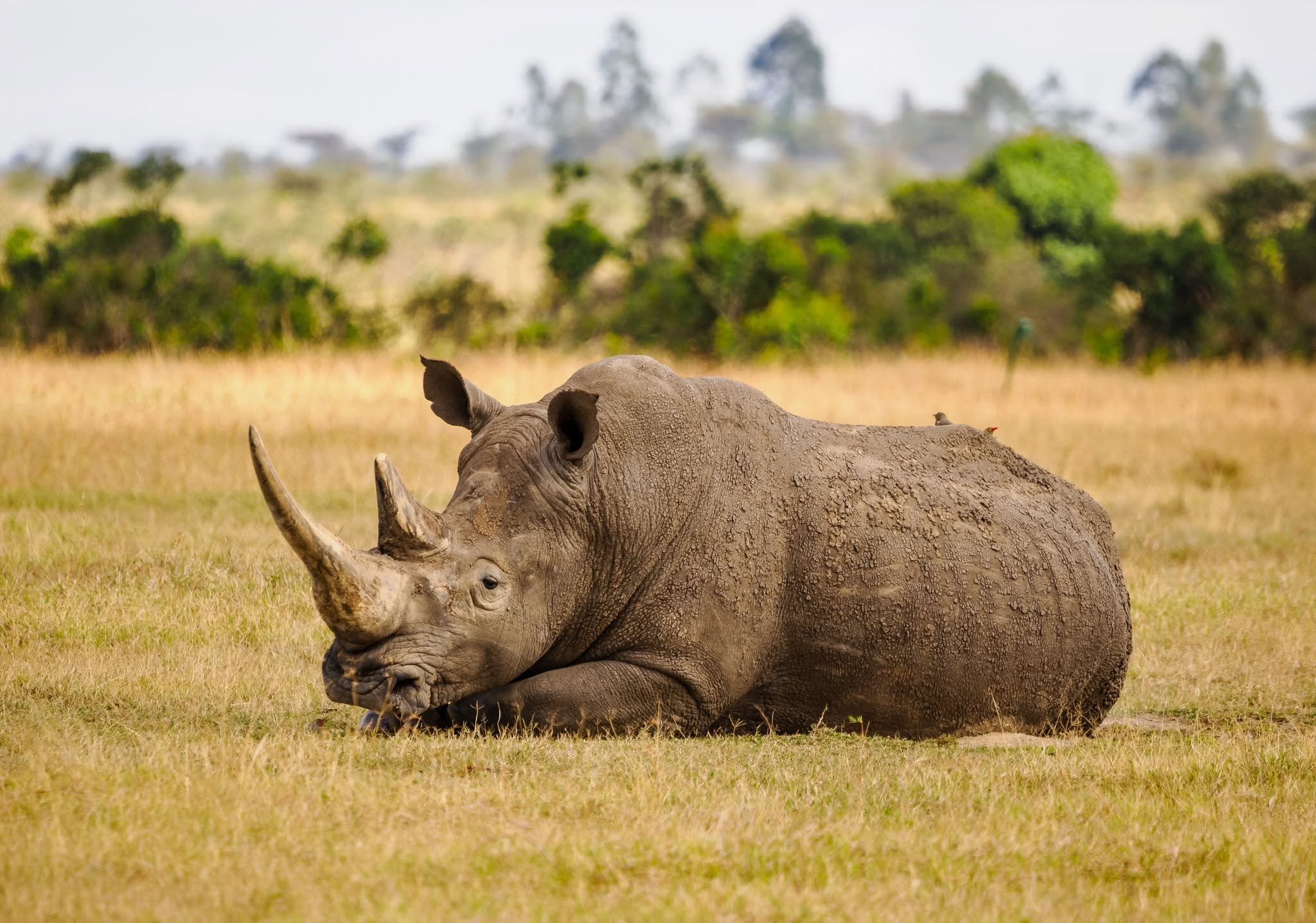 White rhino resting in dry grass