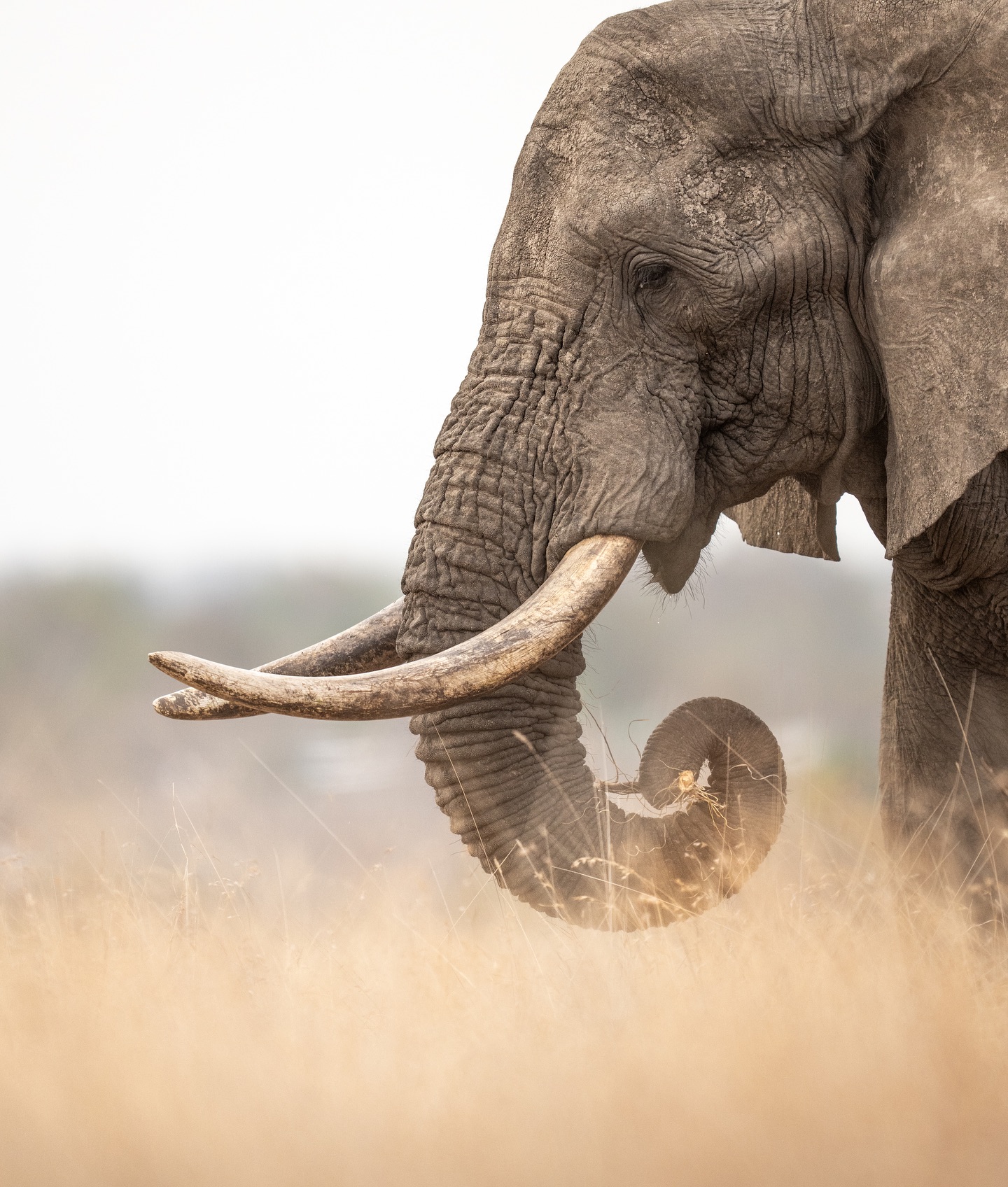 Elephant with curved tusks in swirling dust