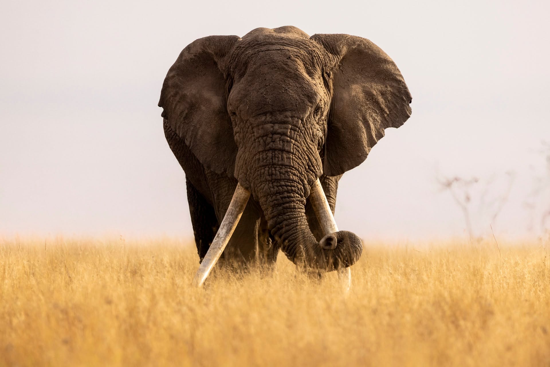 Bull elephant with long tusks walking through golden grass