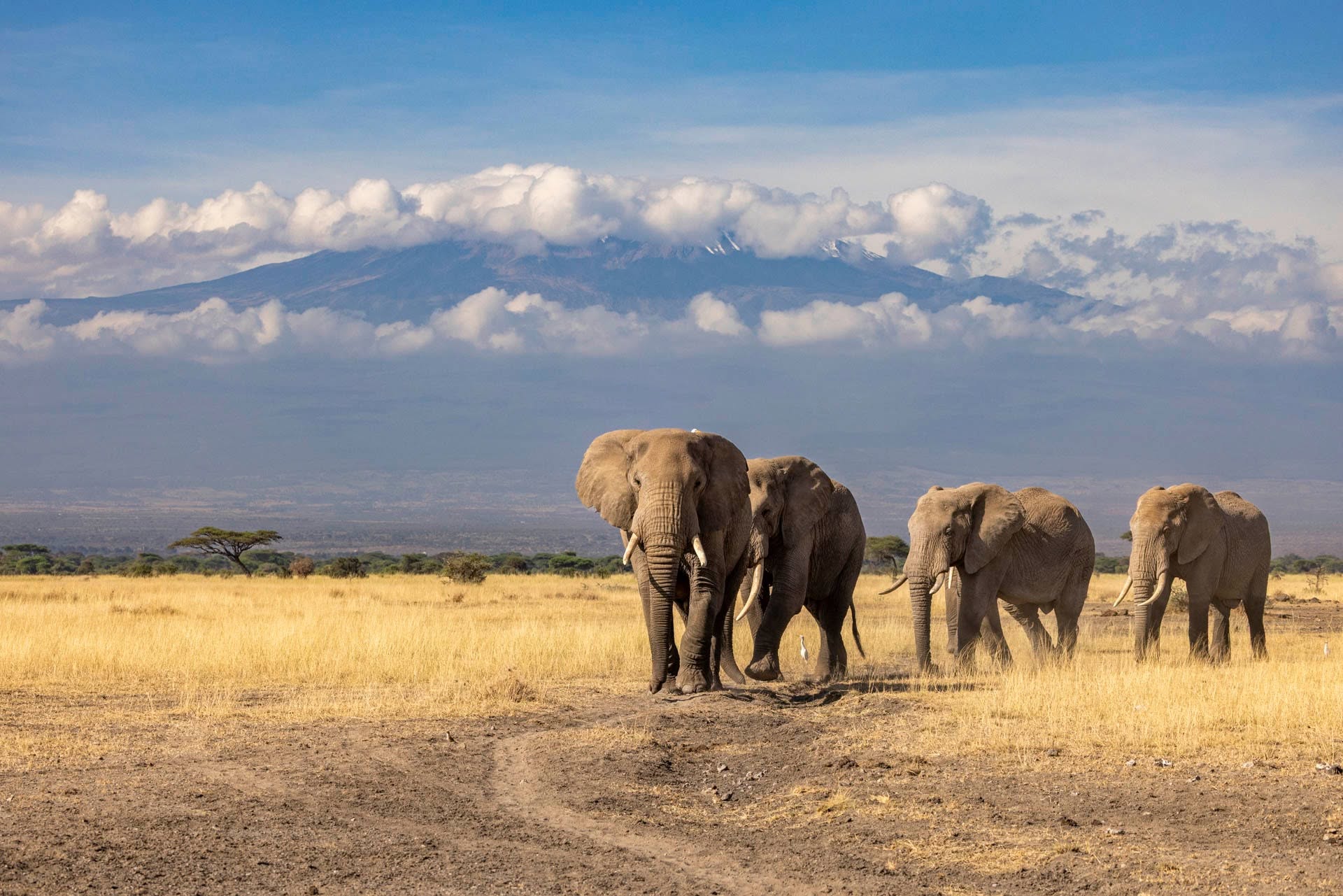 Elephant herd walking in single file below Mount Kilimanjaro