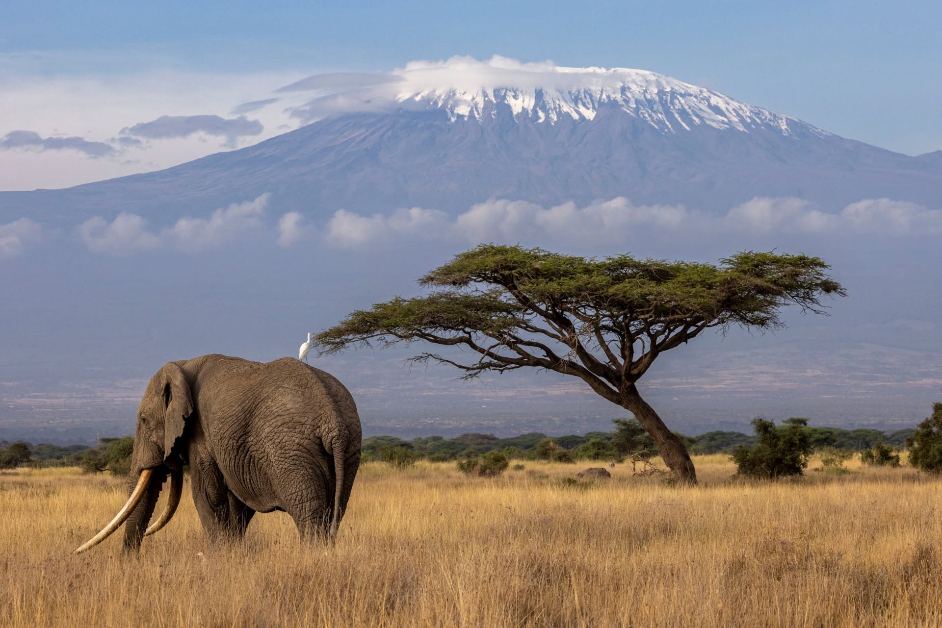 Elephant beside an acacia tree with Mount Kilimanjaro behind