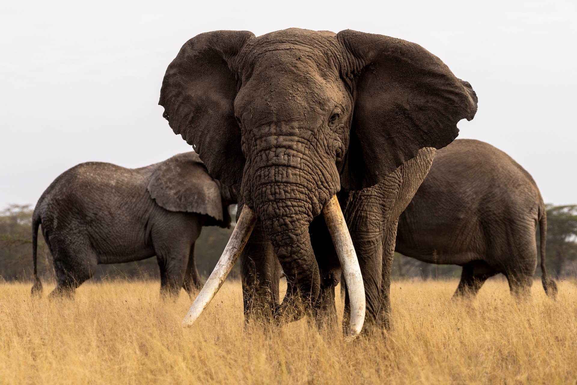 Elephant family group in dry golden grassland