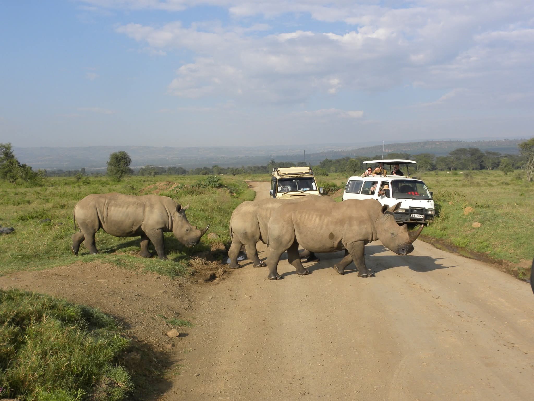 Rhinos crossing a track in front of safari vehicles