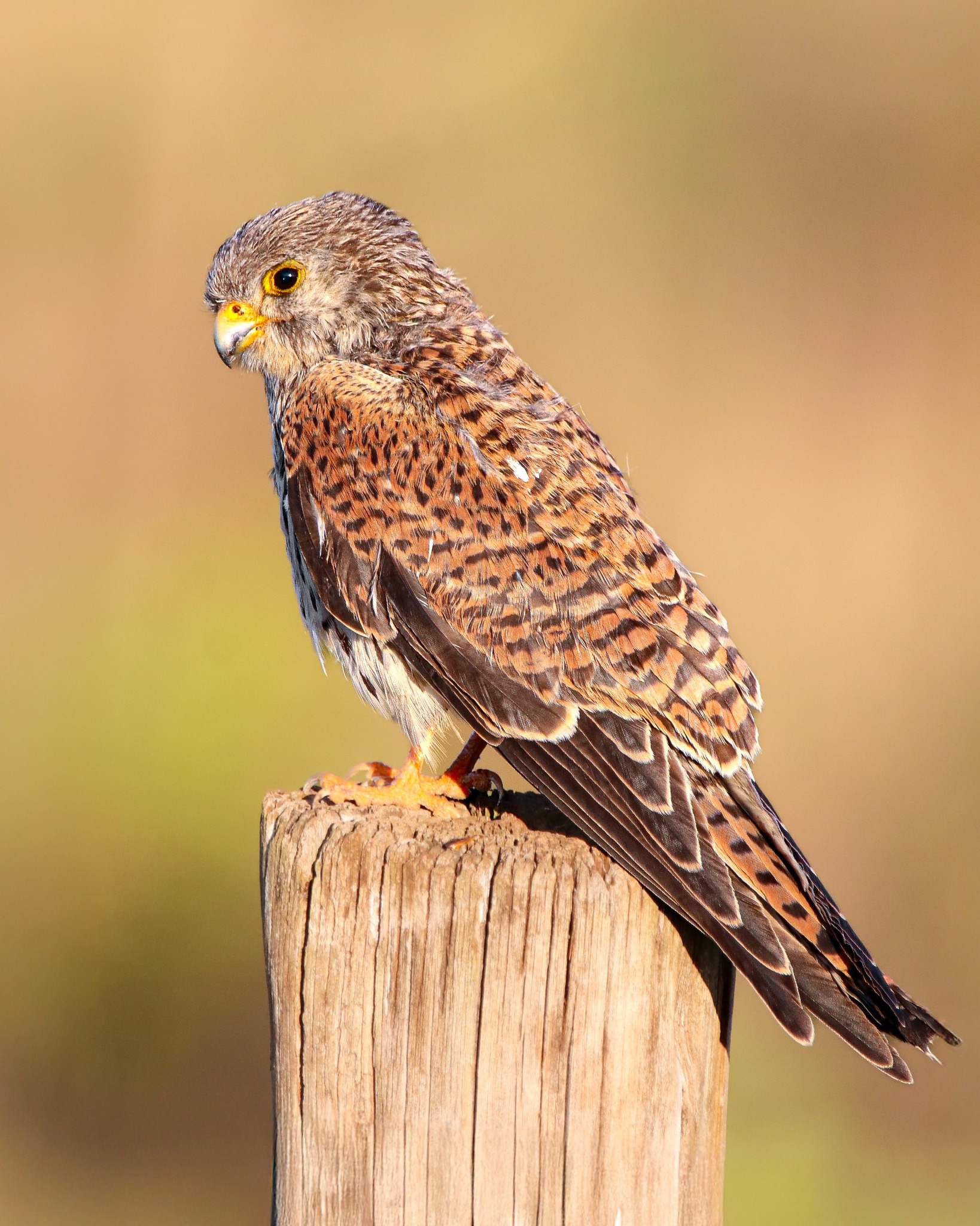 Kestrel perched on a wooden post