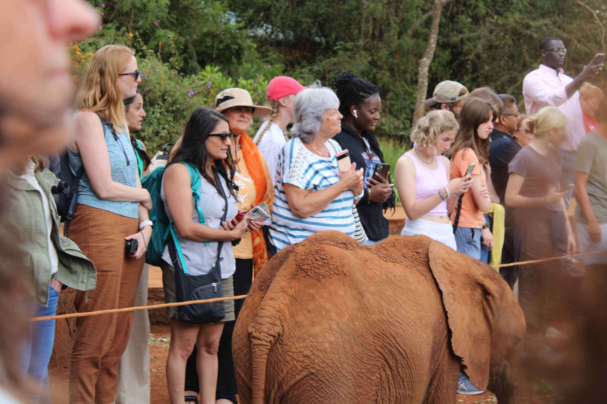 Visitors watching an orphaned elephant calf being fed