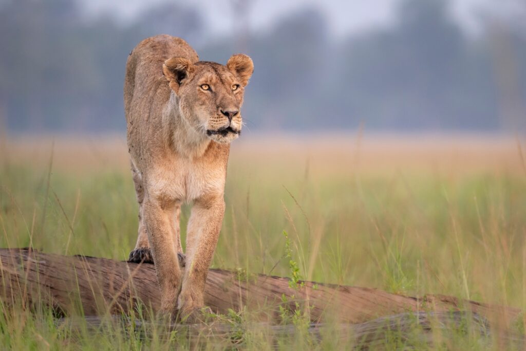 Lioness walking towards the camera through grass