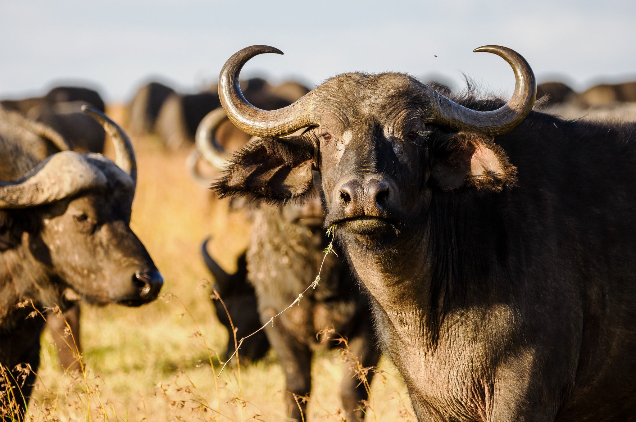 Herd of Cape buffalo in dry grassland
