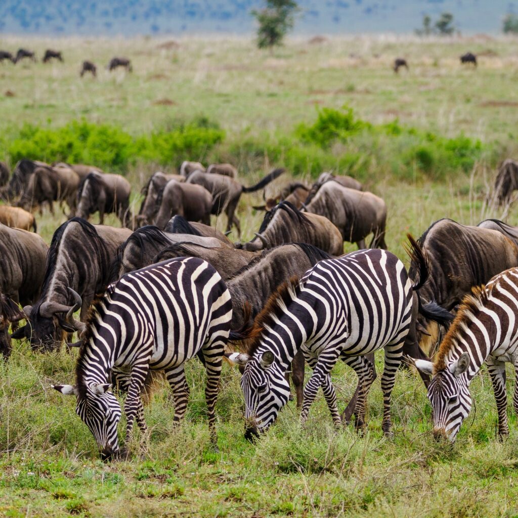 Zebra and wildebeest grazing together on green plains
