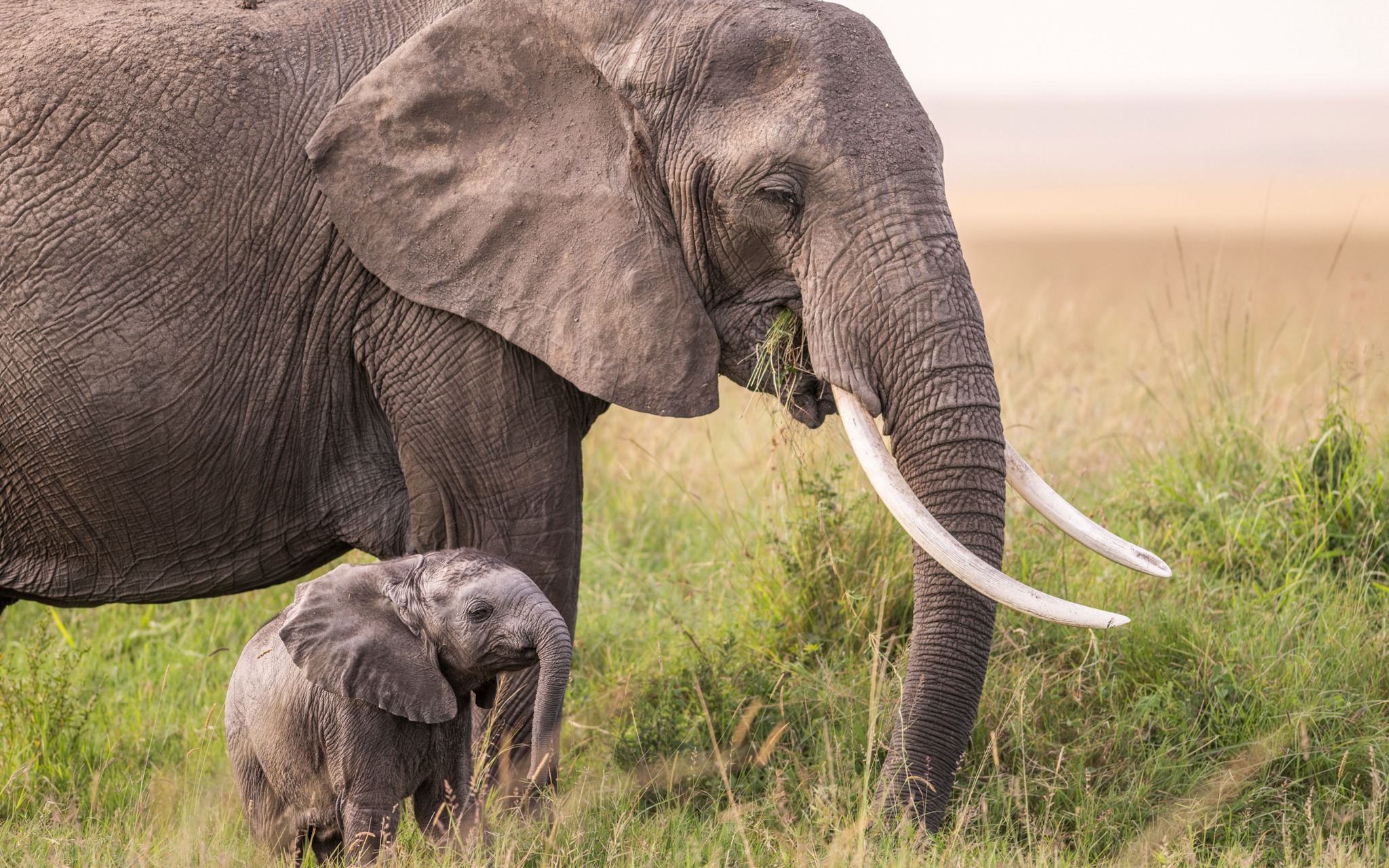Elephant with a small calf in long grass