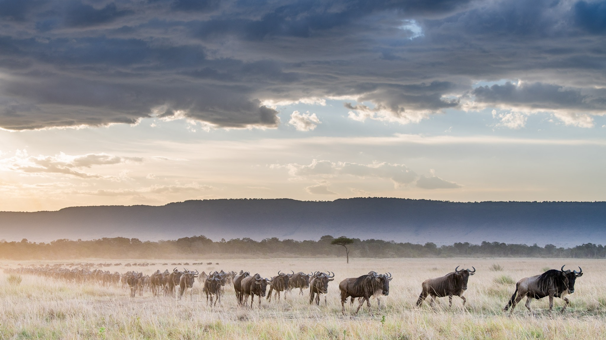 Long line of wildebeest crossing the plains on migration