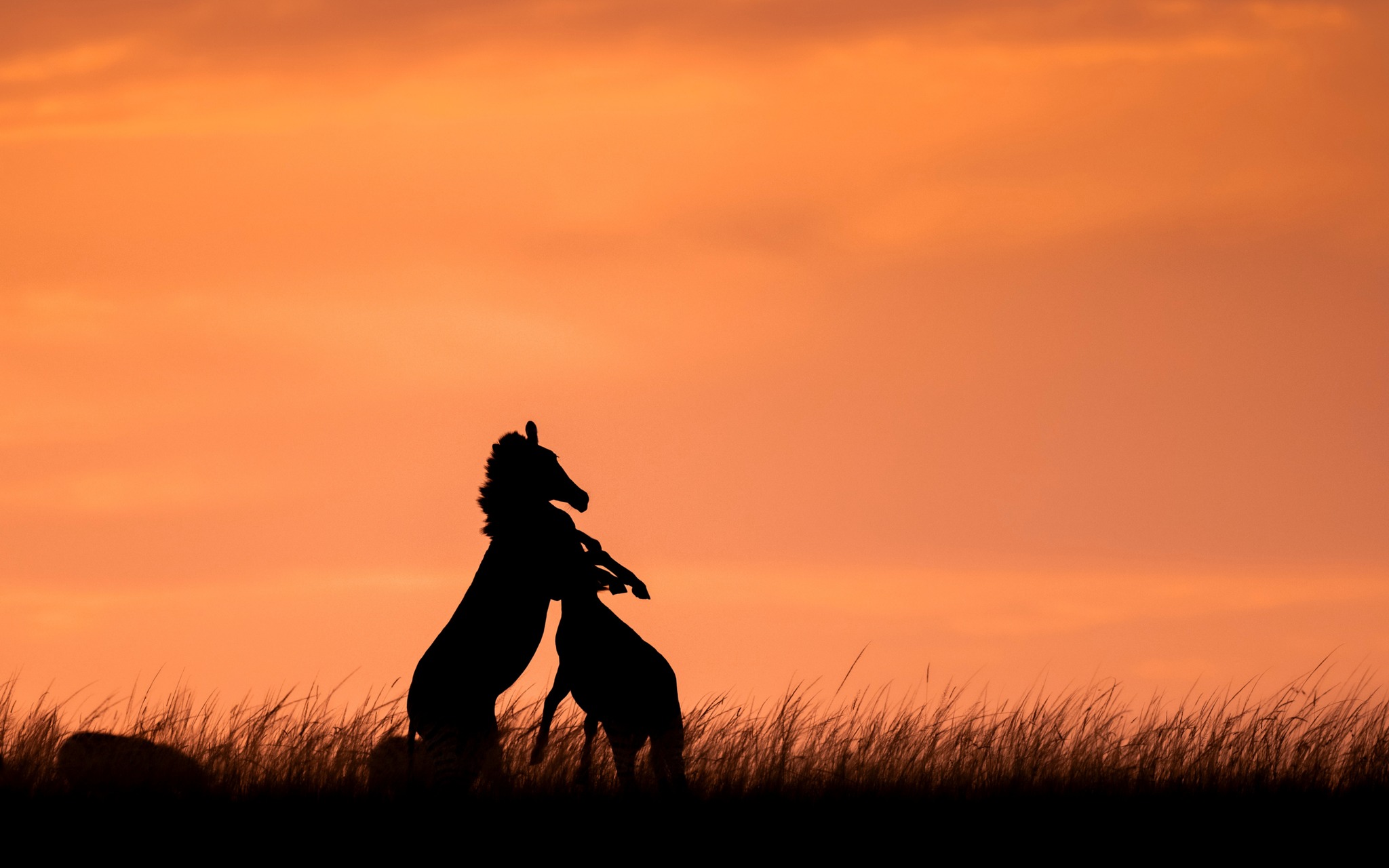 Two animals silhouetted playing at sunset