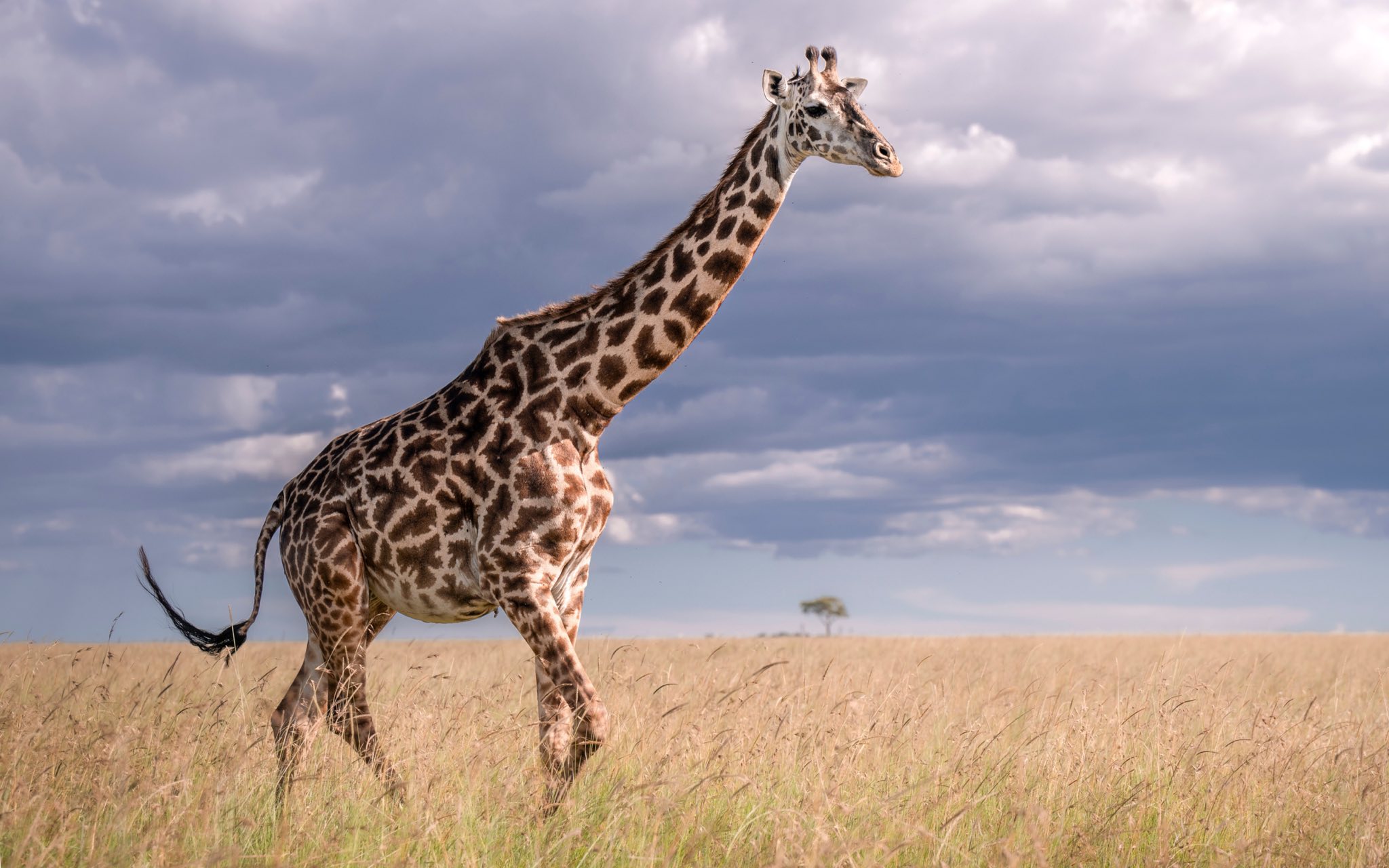 Giraffe walking through open grassland