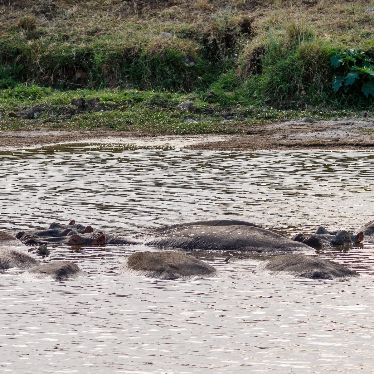 Hippos resting in a river