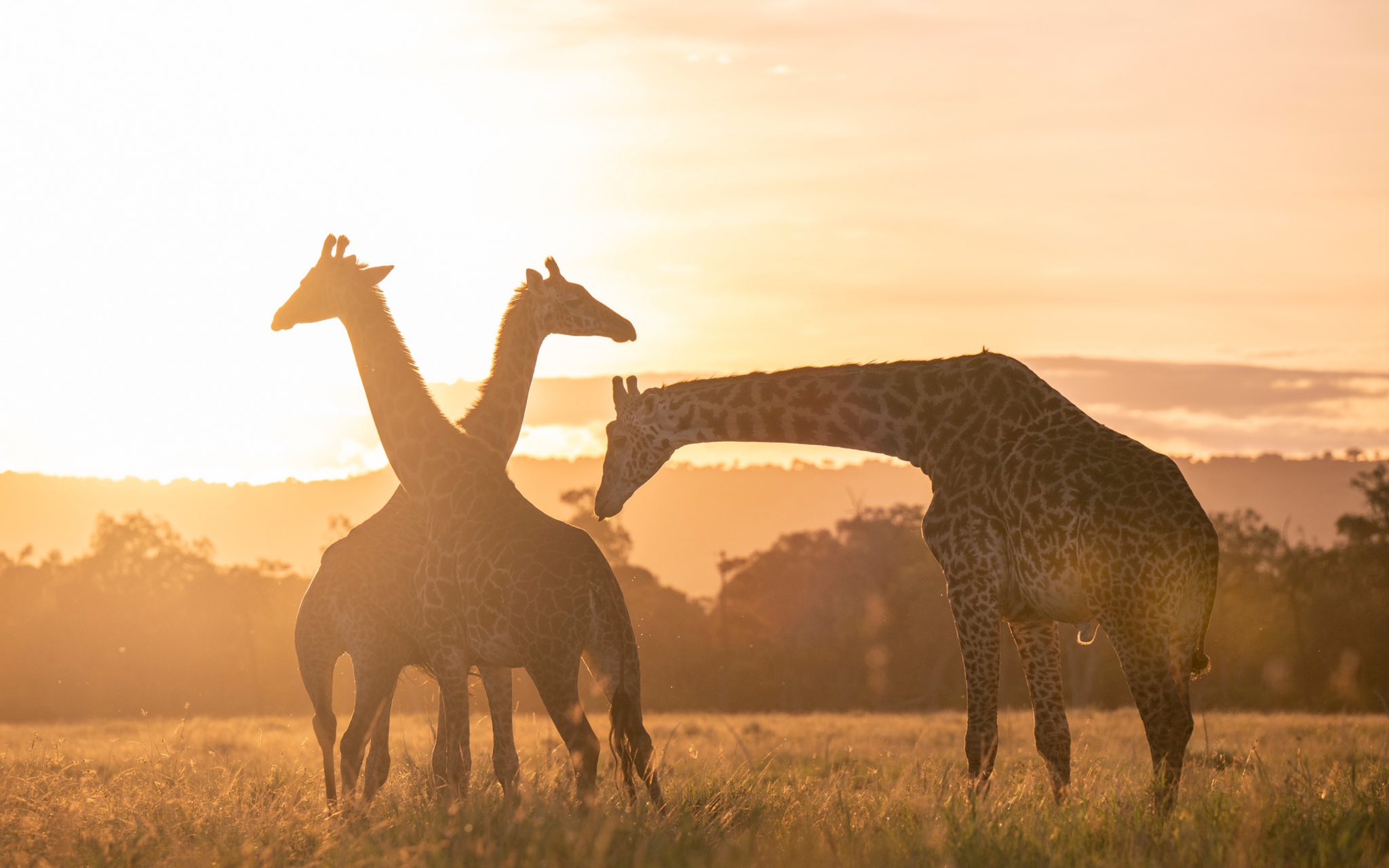 Giraffes silhouetted against a golden sunset