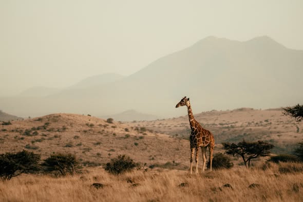 Giraffe standing in open country below distant hills