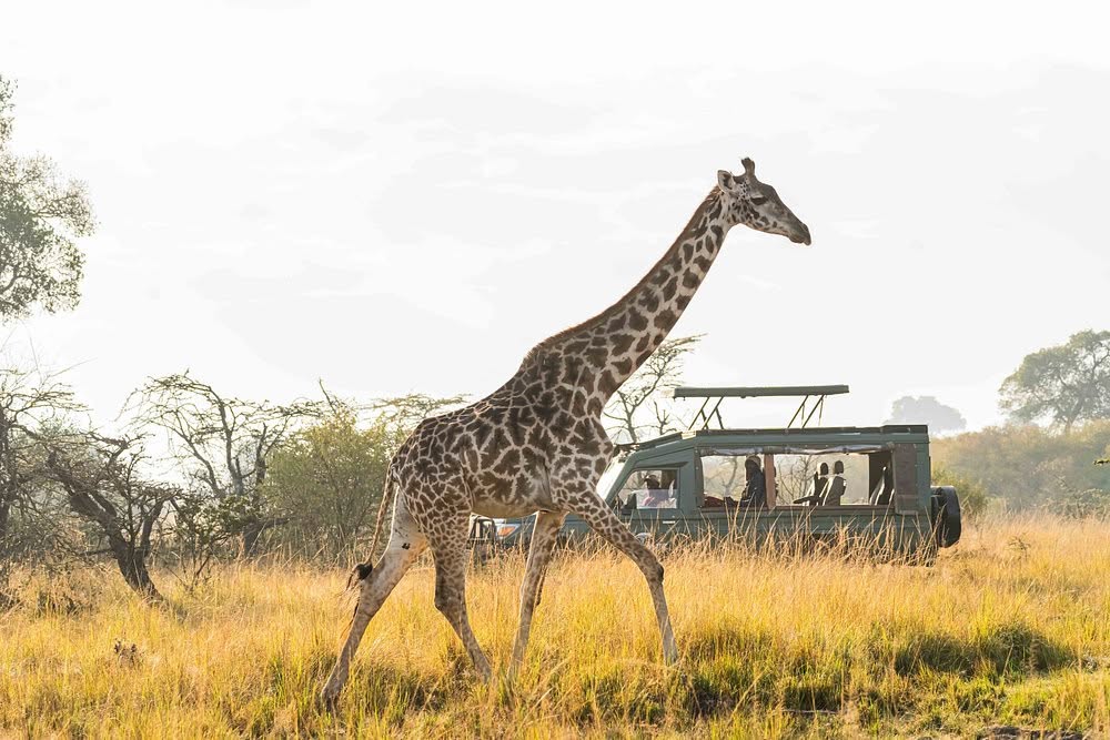 Giraffe walking past a parked safari vehicle