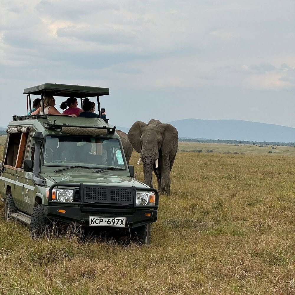 Guests in a safari vehicle watching elephants
