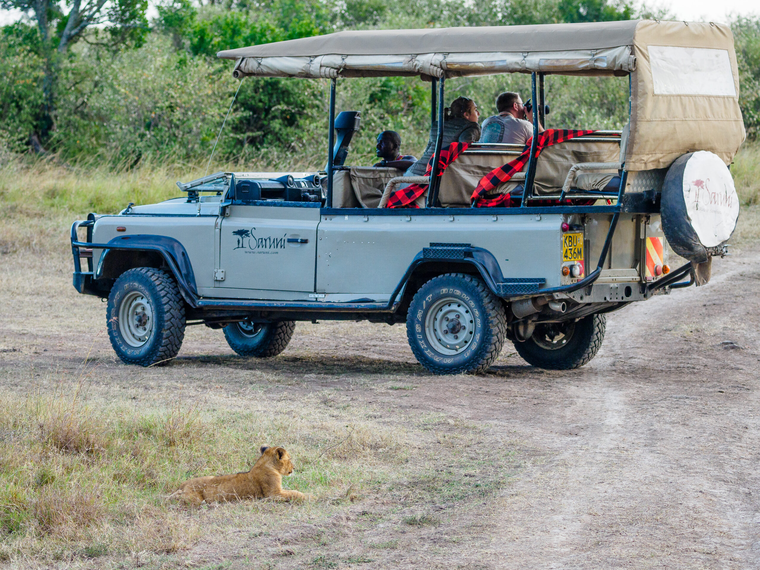 Open safari truck with guests beside a resting lion