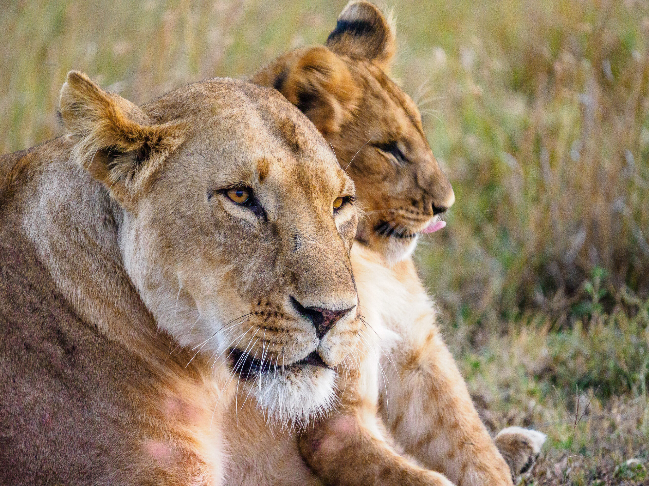 Lioness resting with her cub beside her