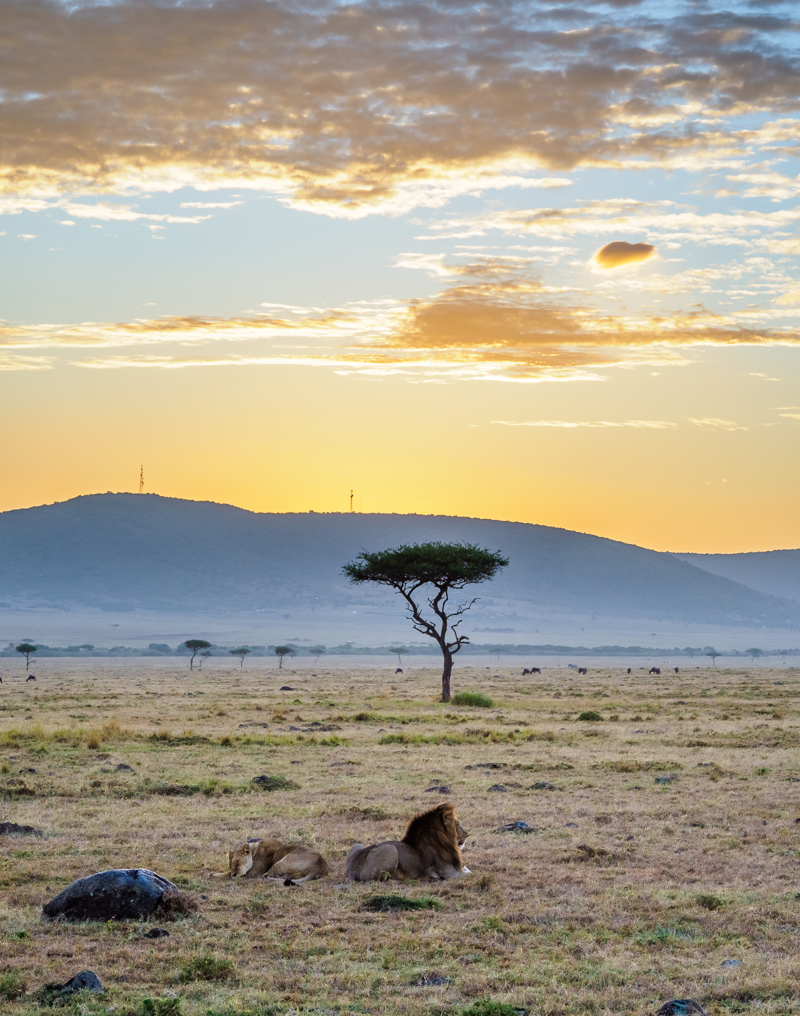 Lions resting at sunrise beneath an acacia