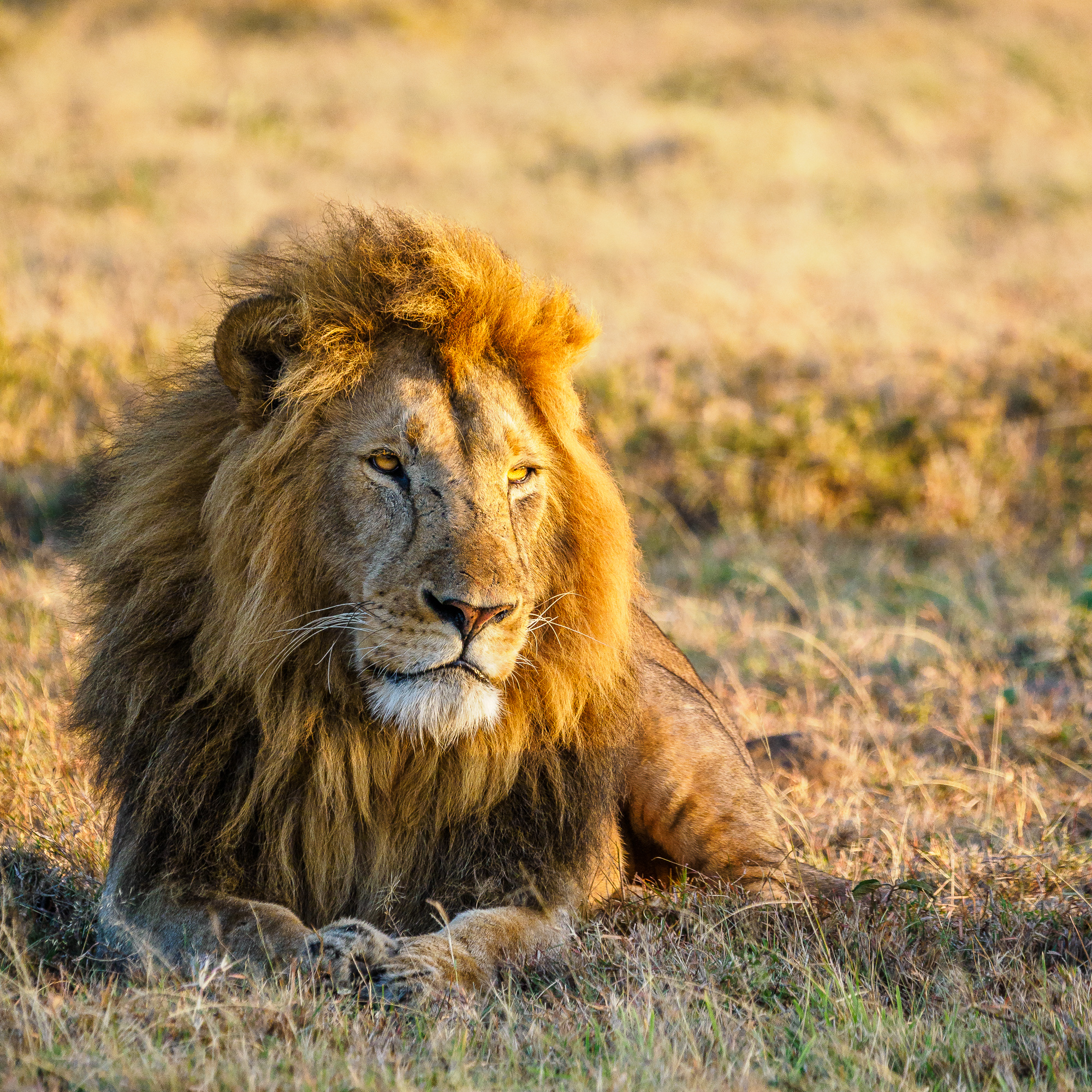 Male lion lying in grass in golden light