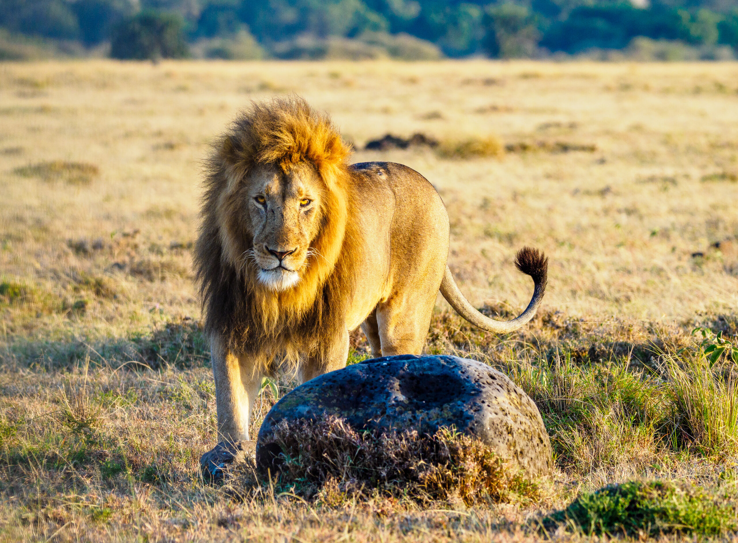 Male lion standing on a rock outcrop