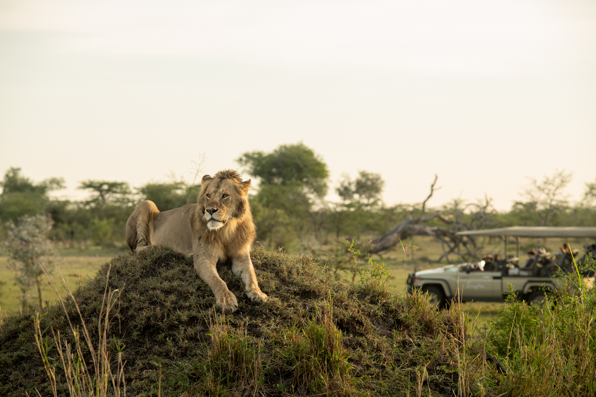 Lion on a mound watched from a safari vehicle