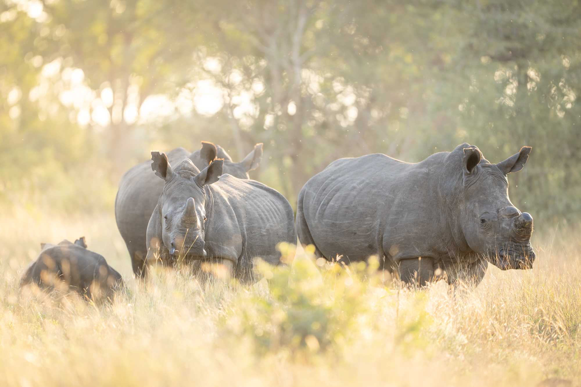 Rhinos with a calf in golden grassland