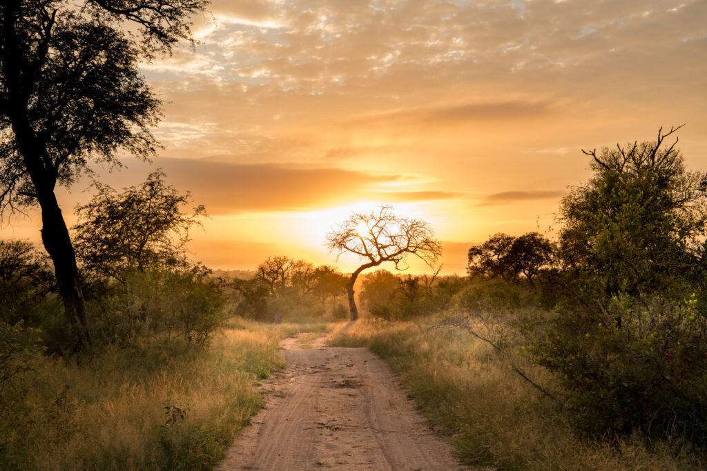 Sunset over a track running through the bush