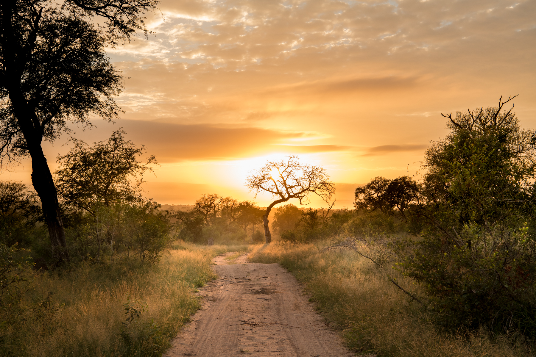 Sunset over a track running through the bush