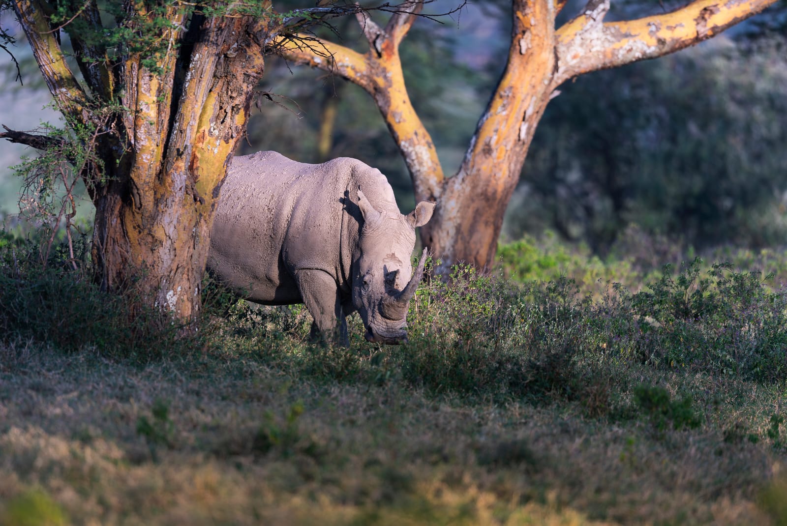 White rhino resting beneath acacia trees