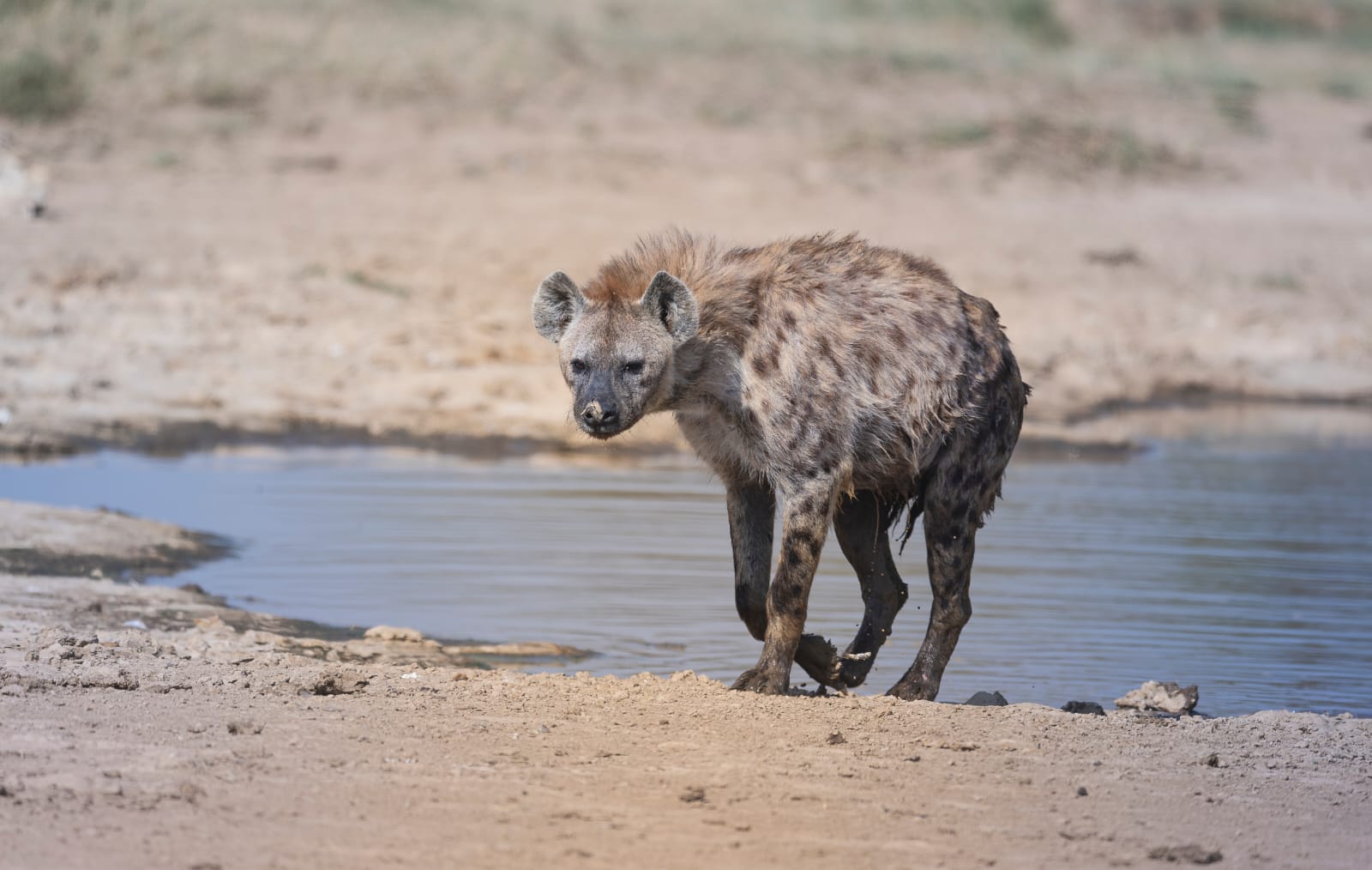 Hyena at the edge of a waterhole