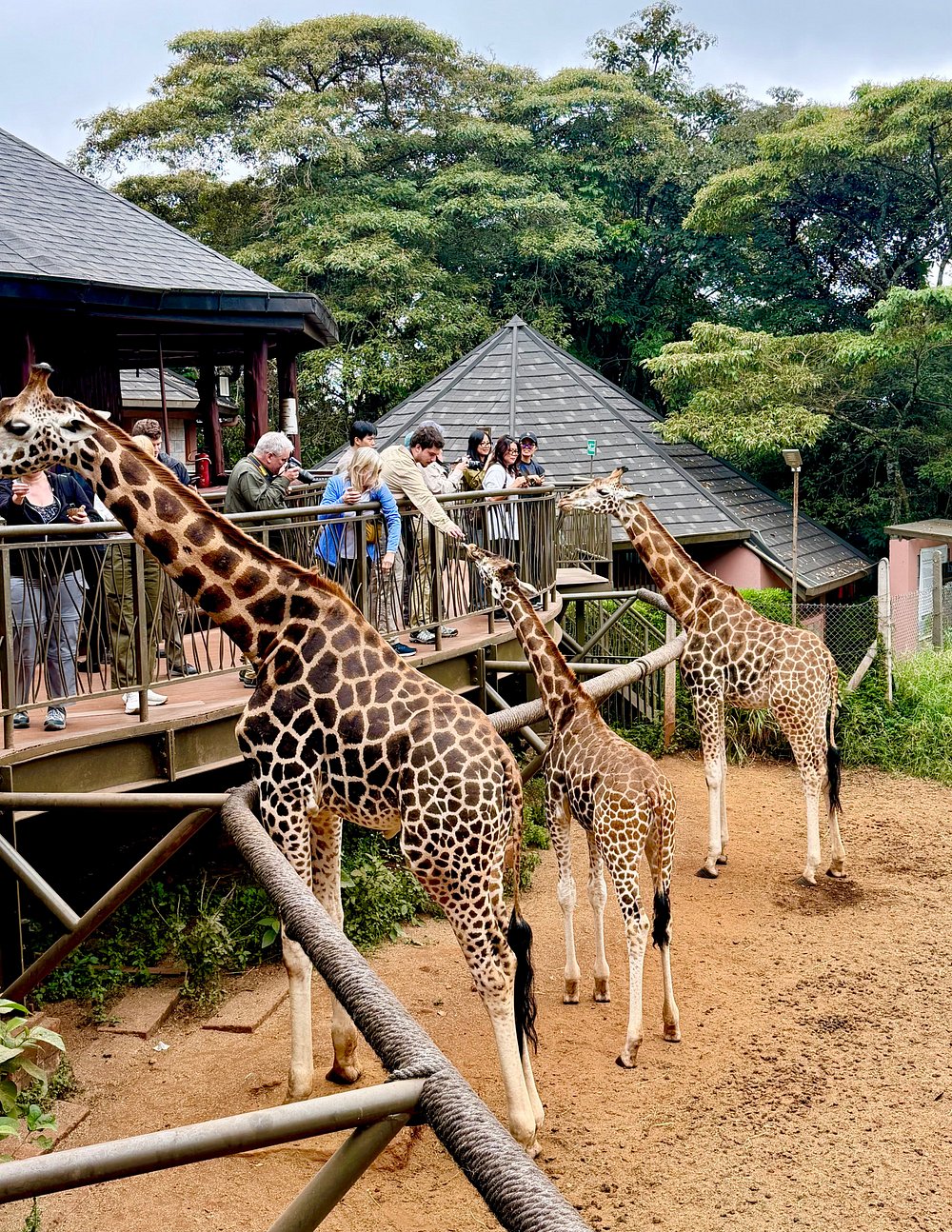 Giraffe Centre Nairobi Things to do in Nairobi Kenya 5 scaled