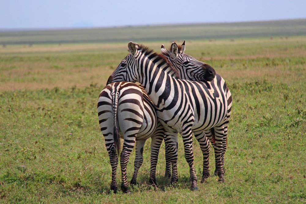 Two zebras grooming each other