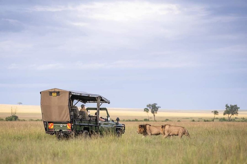 Safari vehicle beside lions resting in grass