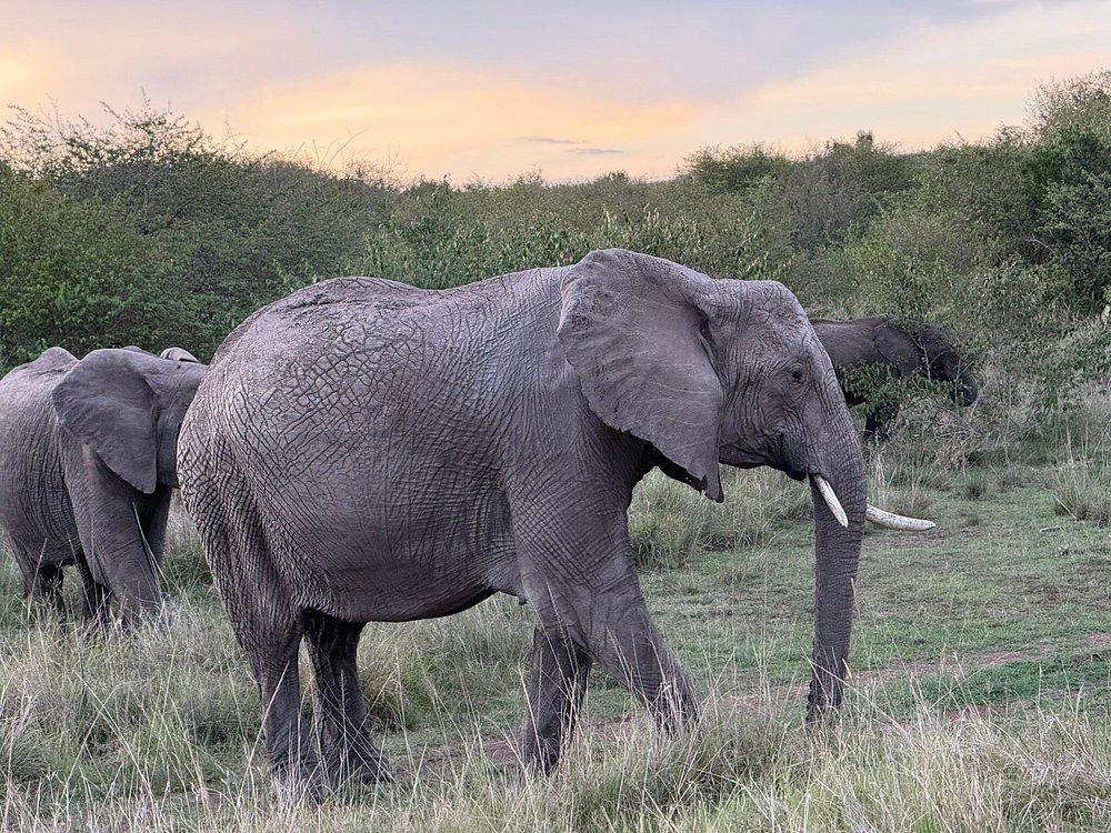 Elephant herd feeding in open woodland