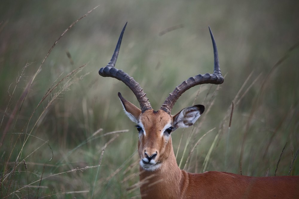 Impala ram with lyre-shaped horns in long grass