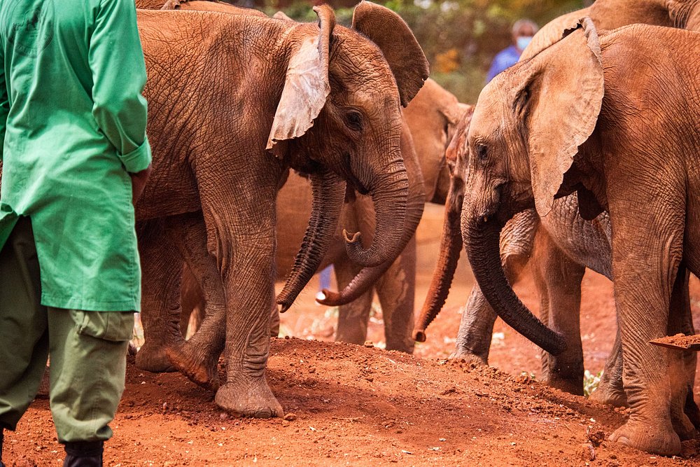 David Sheldrick Elephant Orphanage Nairobi Kenya 1