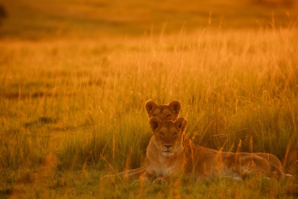 Lions resting in golden grass