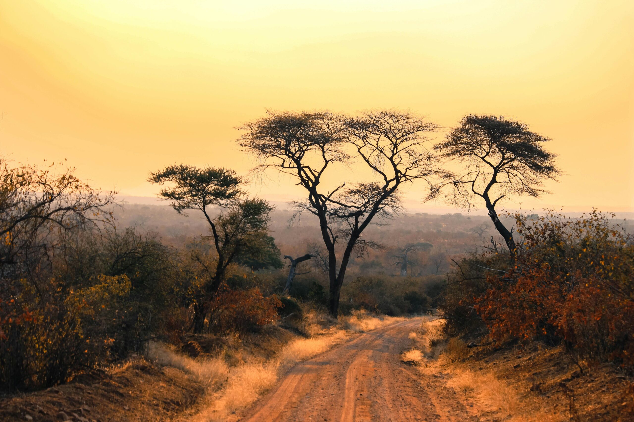 Dirt road running through bush at sunset