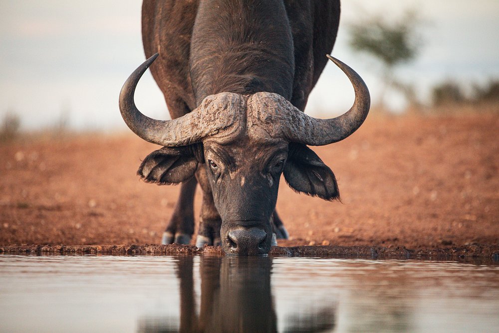 Cape buffalo drinking at a waterhole