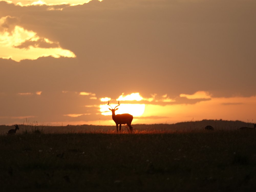 Antelope silhouetted at sunset on open plains